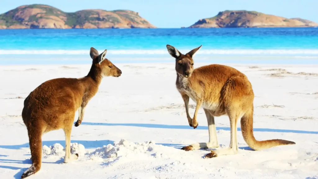 Australia-KangarooIsland