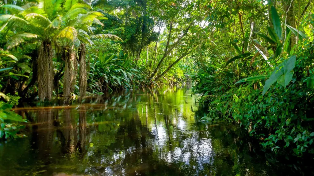 Amazon Rainforest, Amazonas, Pará, Acre, Roraima, Amapá, Rondônia, Tocantins, Maranhão, Brazil