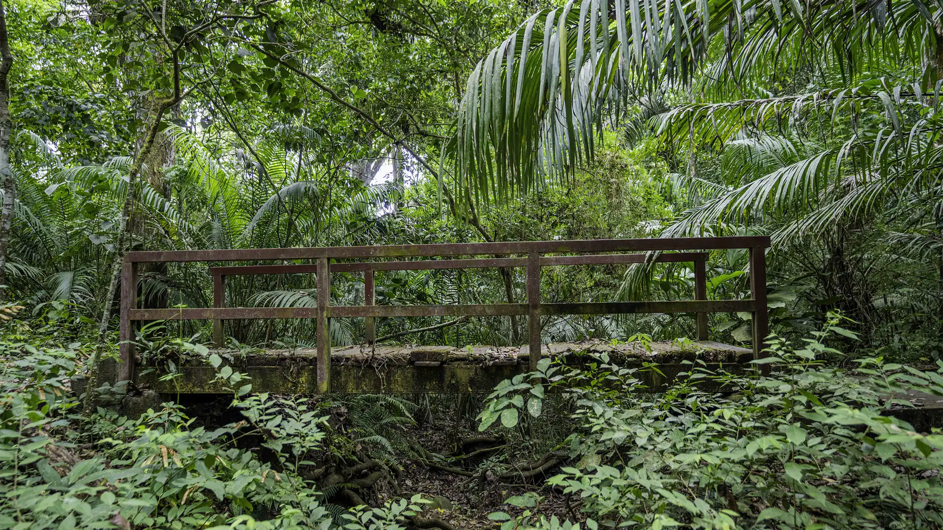 Rainforests of Soberania National Park, Panama City, Panama