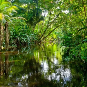 Amazon Rainforest, Amazonas, Pará, Acre, Roraima, Amapá, Rondônia, Tocantins, Maranhão, Brazil