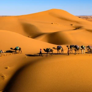 Camel Trekking in the Moroccan Sahara